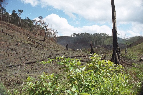 Kokios yra miškų naikinimo pasekmės?