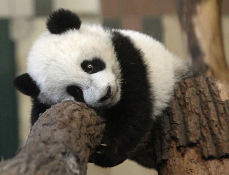 Kodėl pandos gyvena tik tam tikrose teritorijose? | Rasome.LT